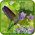 hummingbirds live wallpaper android application logo